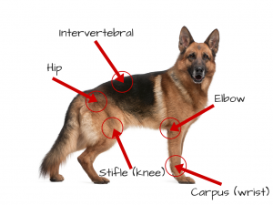 Arthritis in Dog