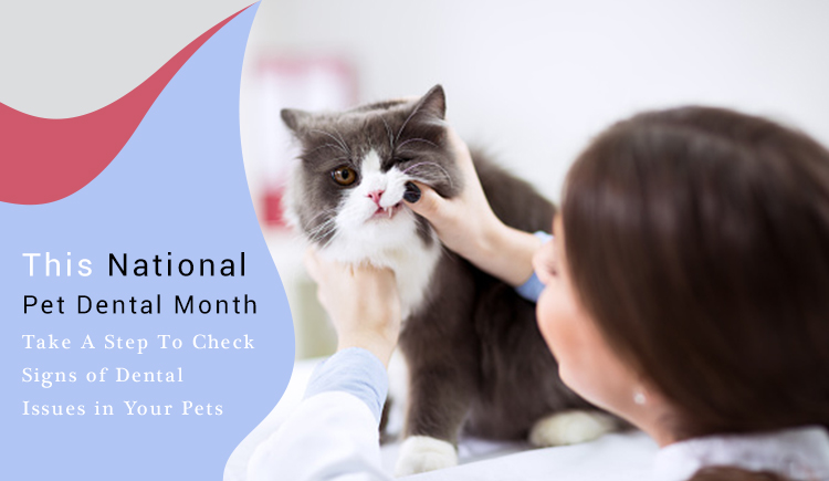 National Pet Dental Month