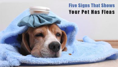 know pet has fleas