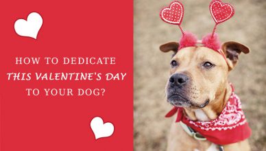 Dedicate This Valentine's Day To Your Dog