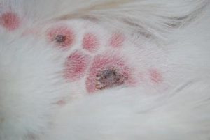 Bump and scabs on dogs