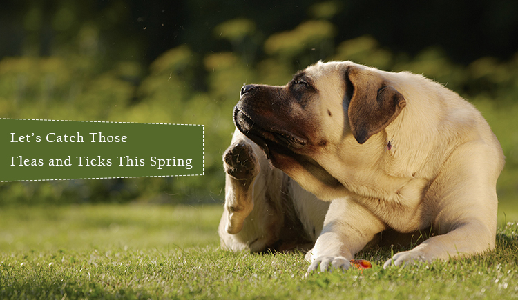 Protect Pets From Fleas and Ticks This Spring