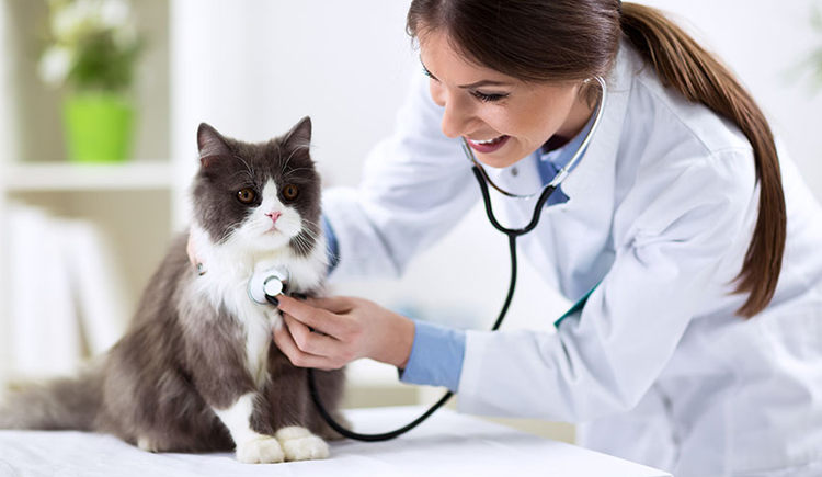 Cat Health Most Common Issues Answered By A Vet