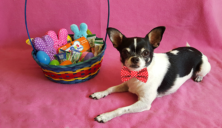 Celebrate Easter with Dog Goodies - Budget Pet World
