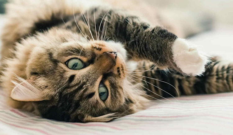 5 effective ways to manage separation anxiety in cats - Budget Pet World