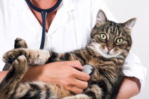 Take An Appointment With Your Veterinarian - Budget Pet World