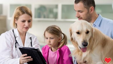 7 Questions That You Should Always Ask Your Veterinarian About Heartworm Disease - Budget Pet World Blog