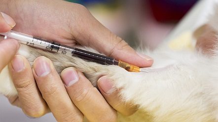 Heartworm Blood Testing in Dog - Budget Pet World Blog