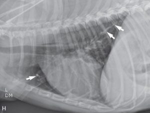 Heartworms Infected Dog X-Ray - Budget Pet World Blog