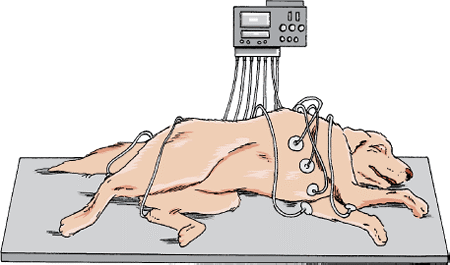 Echocardiograph for Dog - Budget Pet World Blog