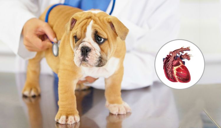 How to Detect Heartworm Disease in Your Dog - Budget Pet World Blog