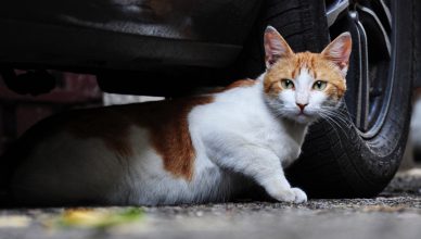 7 Possible Dangers That Linger Around For Outdoor Loving Cats - Budget Pet World Blog