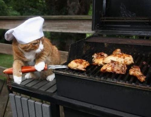 Cat near Barbecue - 7 Possible Dangers That Linger Around For Outdoor Loving Cats - Budget Pet World Blog