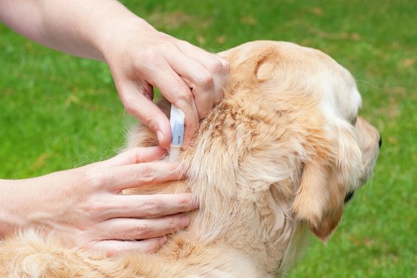 Frontline Top Spot Treatment for Dogs and Cats - Budget Pet World Blog