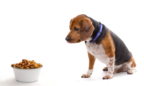Weight Loss in Dog & Anorexia in Dogs - Budget Pet World Blog