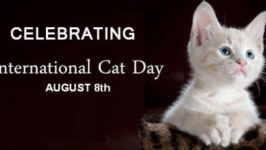 celebrating international cat day