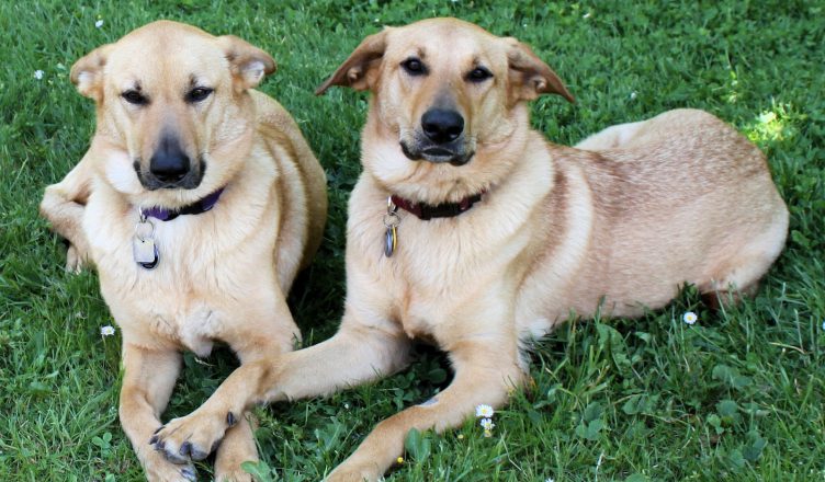Dogs