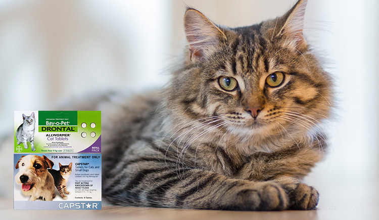 drontal and capstar for catsCat
