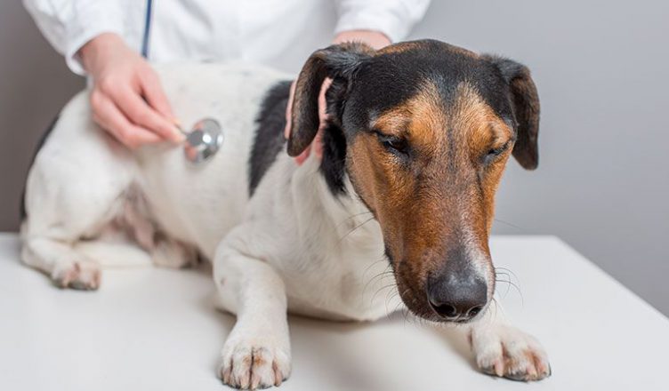 Overcoming Heart Infections in Dogs