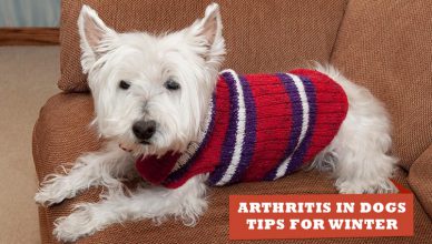 Arthritis-In-Dogs-Tips-For-Winter-and-Treatment