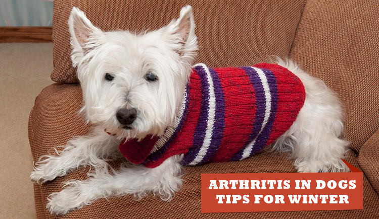 Arthritis-In-Dogs-Tips-For-Winter-and-Treatment