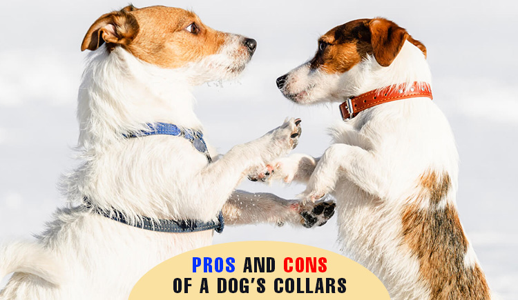 pros and cons of a dog's collar