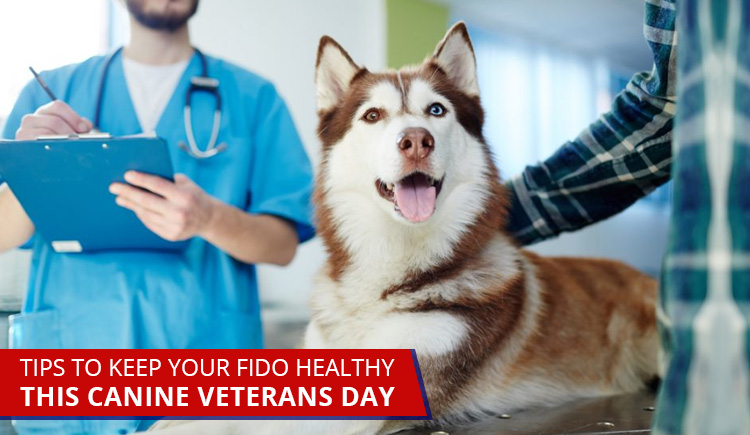 Tips To Keep Your Fido Healthy This Canine Veterans Day