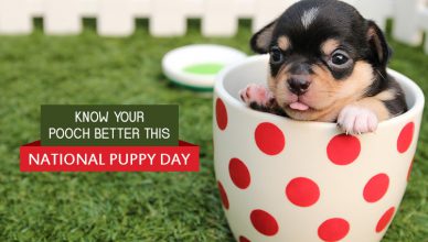 Know Your Dog Better This National Puppy Day