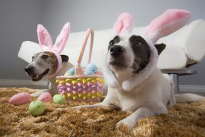 Easter Monday With Your Pet