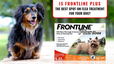 Is Frontline Plus The Best Spot-On Flea Treatment for Your Dog?