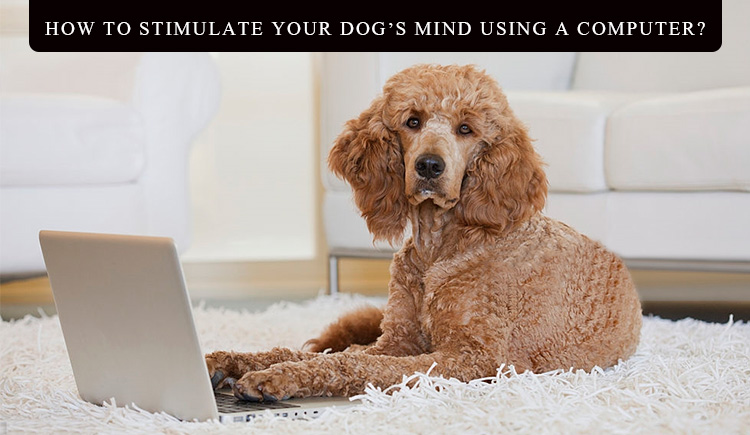 How to Stimulate Your Dog’s Mind Using a Computer BudgetPetWorld