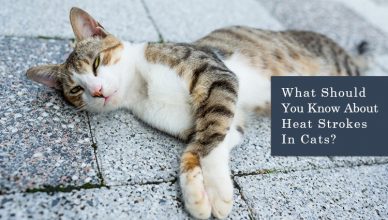 What Should You Know About Heat Stokes in Cats