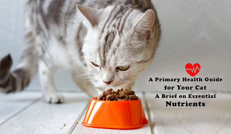 A Primary Health Guide for Your Cat A Brief on Essential Nutrients