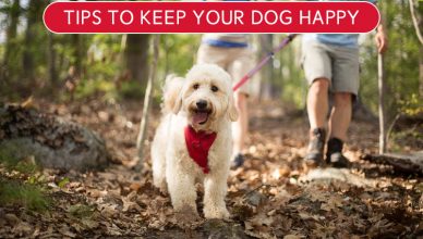 Tips to Keep Your Dog Happy- BudgetPetWorld