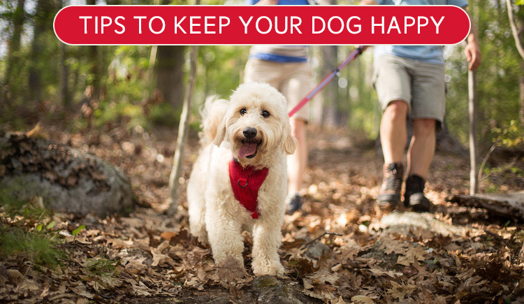 Tips to Keep Your Dog Happy- BudgetPetWorld