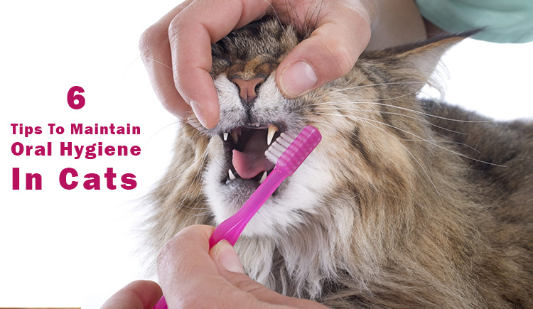 6 Tips to maintain oral hygiene in cats