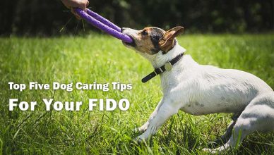 Top five Dog caring tips for your FIDO