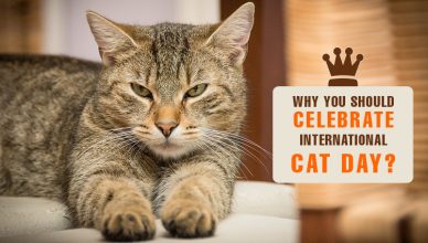 Why you should celebrate international cat day?
