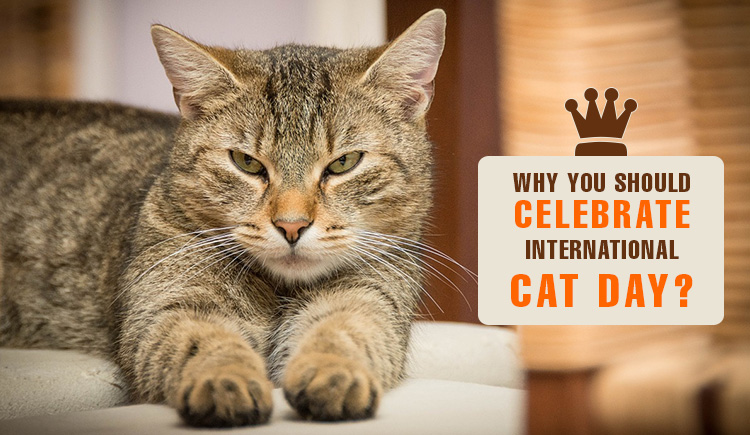 Why You Should Celebrate International Cat Day ...