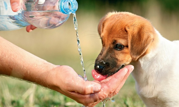 Dog Saftey- BudgetPetWorld