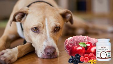 Dog-diet-and-nutrition-BudgetPetWorld