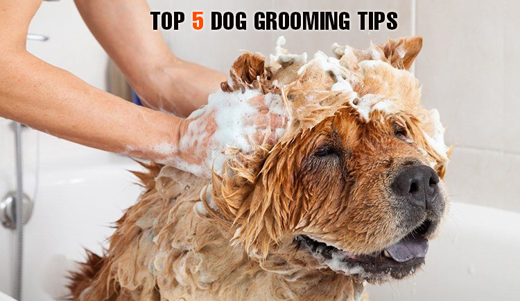 Grooming-Tips-for-Dogs