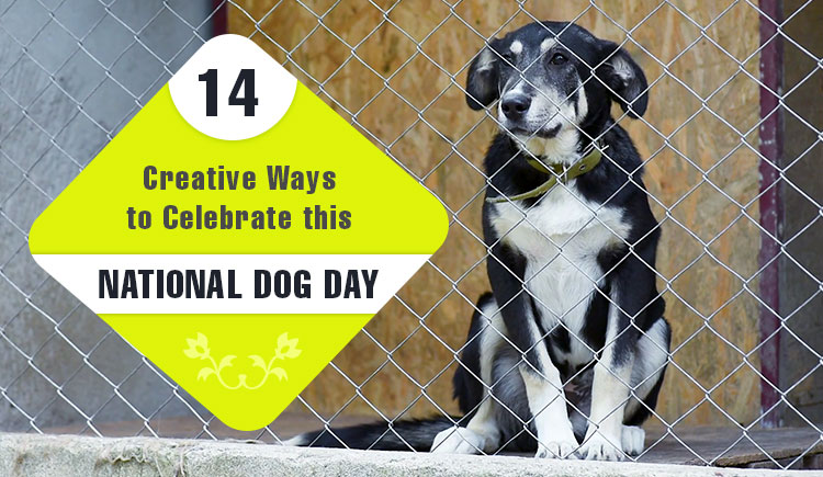 14 Ways to Celebrate this National Dog Day