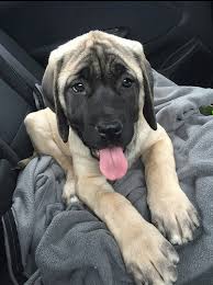 Selfie with your Dog- BudgetPetWorld
