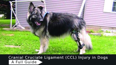 CCL-Injury-in-Dogs