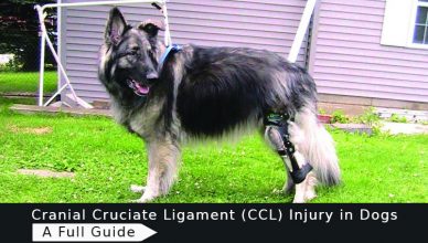 CCL-Injury-in-Dogs