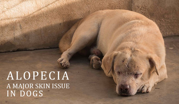 ALOPECIA-SKIN-ISSUE-IN-DOGS