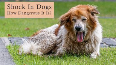 shock-in-dogs