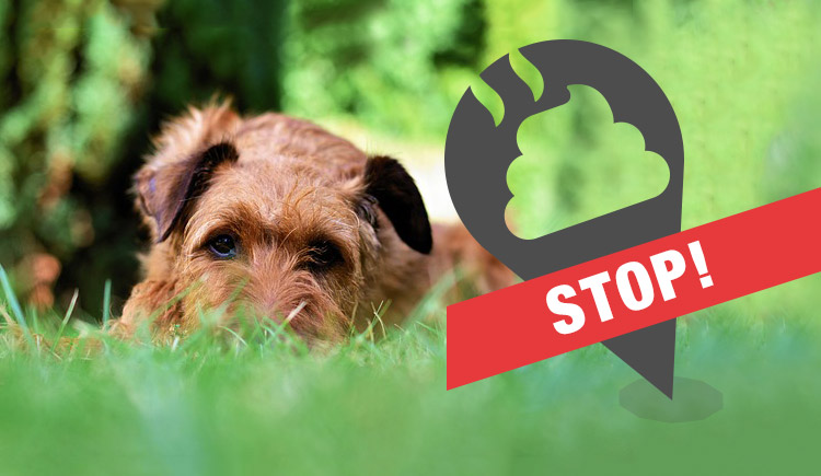 dogs-eats-poop
