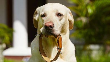Alopecia-in-dogs